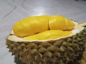 durian musangking
